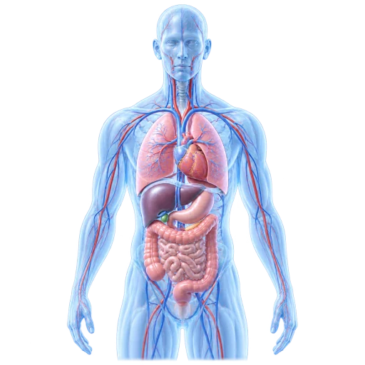 Virtual Systems biological model illustration
